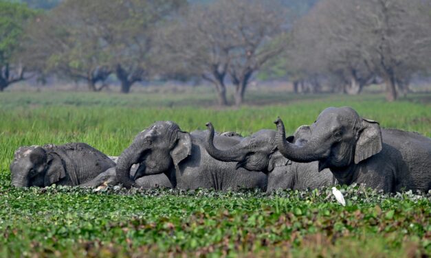 AI can help protect wildlife from human dangers, but ‘real’ value is in data collection